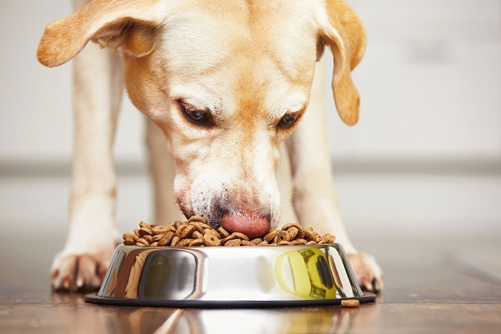 10 Black Friday Dog Food Deals to Expect in 2023