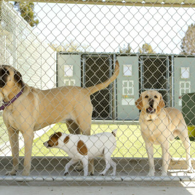 Wireless electrical fencing – How it works and mistakes to avoid